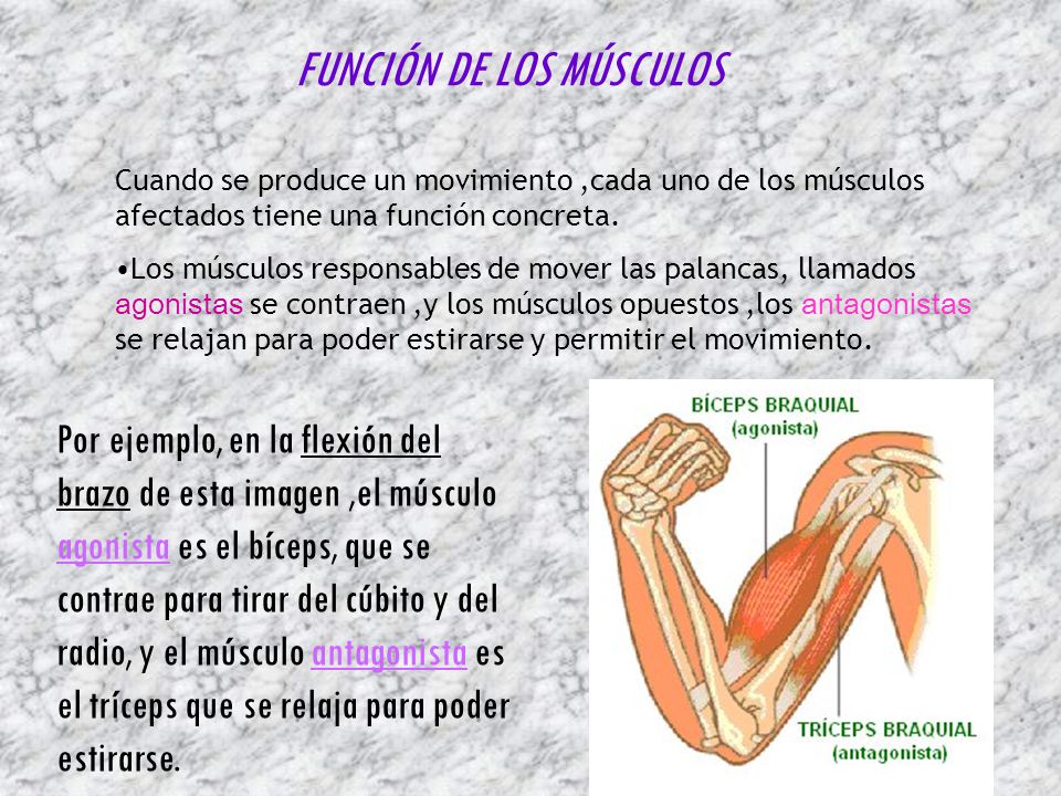 funcion de los musculos